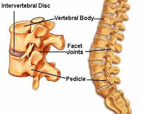 Spine